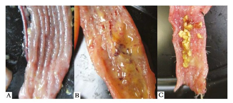 مرور کلی بر کوکسیدیوز در بوقلمون و ضد کوکسیدیوز موثر