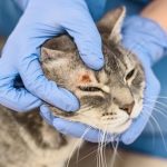 قارچ پوستی گربه، از تشخیص تا درمان