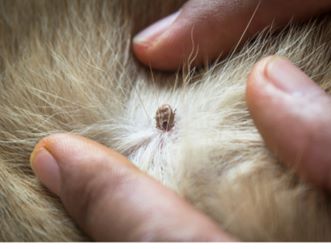 علت و درمان ریزش مو خرگوش