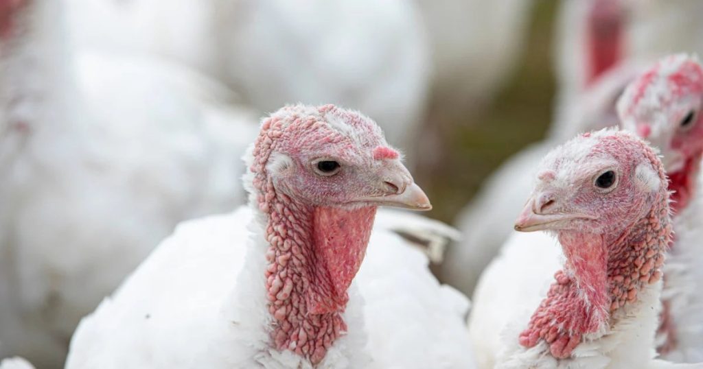 آنتریت هموراژیک در بوقلمون