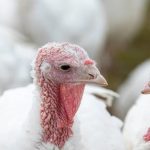 آنتریت هموراژیک در بوقلمون