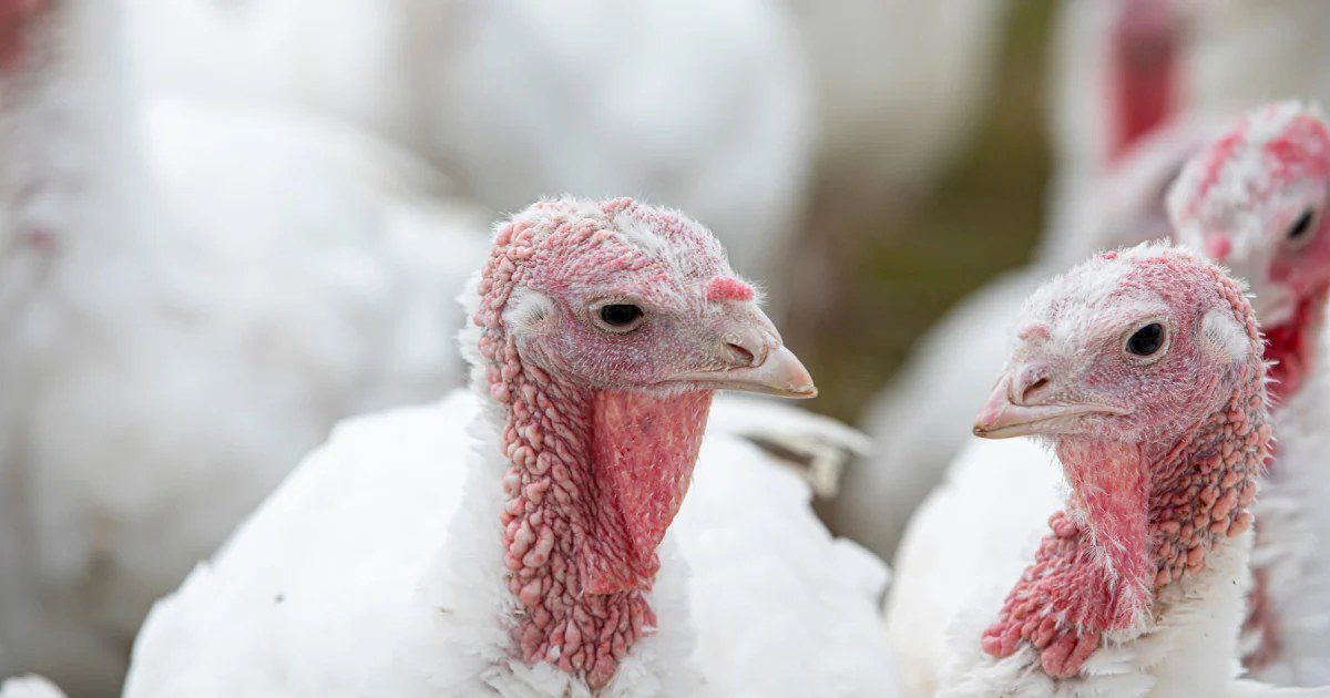 آنتریت هموراژیک در بوقلمون