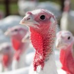 بیماری سر سیاه بوقلمون (Blackhead); هیستومونیازیس (Histomoniasis)