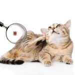 جرب پوست گربه، از علت تا درمان