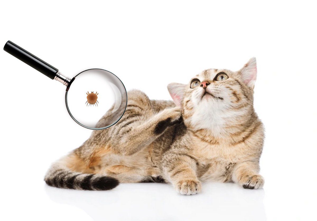جرب پوست گربه، از علت تا درمان