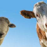 شیوع بیماری تب برفکی (FMD) دام در ایران