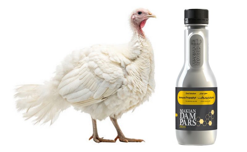 بیماری نیوکاسل در بوقلمون; پیشگیری،علائم و درمان