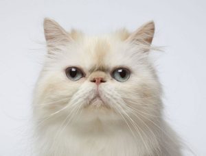 معرفی نژاد گربه های خانگی