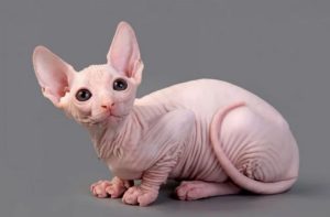 معرفی نژاد گربه های خانگی