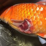 مقاومت ضدمیکروبی (AMR) در بیماری کالومناریس در آبزیان