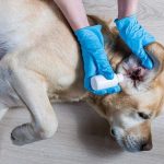 جرب گوش سگ چیست؟ نشانه‌ها، علل، درمان و پیشگیری