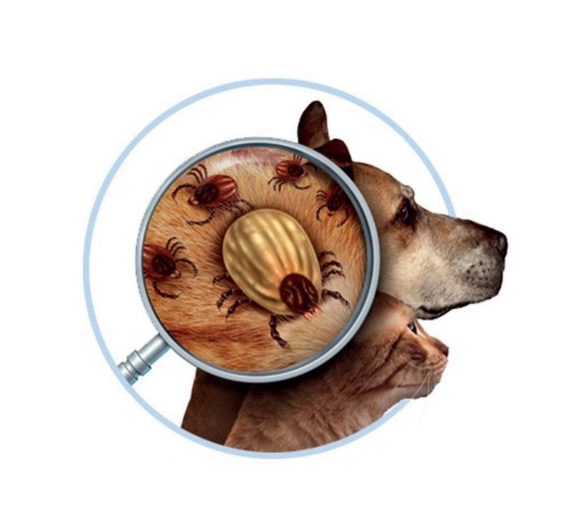 جرب گوش سگ چیست؟ نشانهها، علل، درمان و پیشگیری