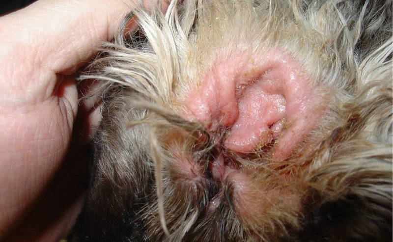 جرب گوش سگ چیست؟ نشانهها، علل، درمان و پیشگیری