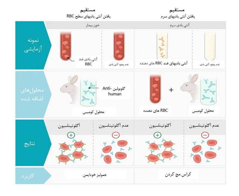 بیماری‌های خودایمنی در خرگوش‌ها