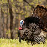 مدیریت کوکسیدیوز در بوقلمون