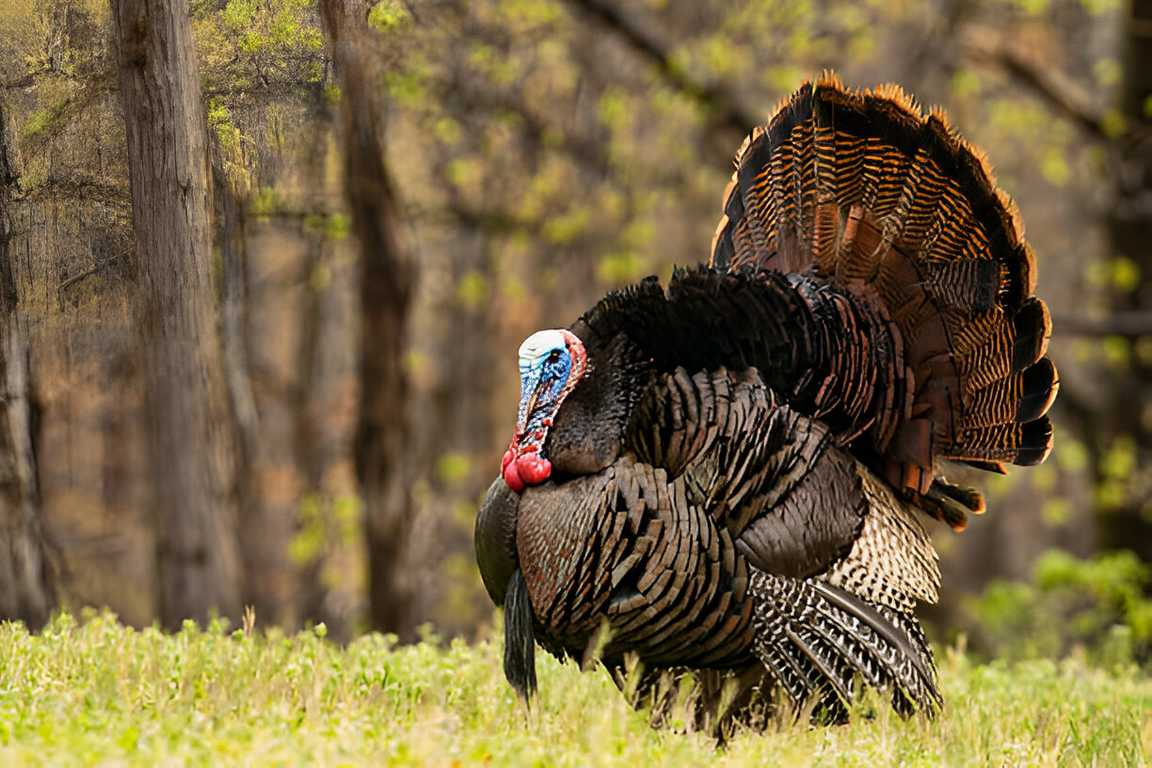 مدیریت کوکسیدیوز در بوقلمون