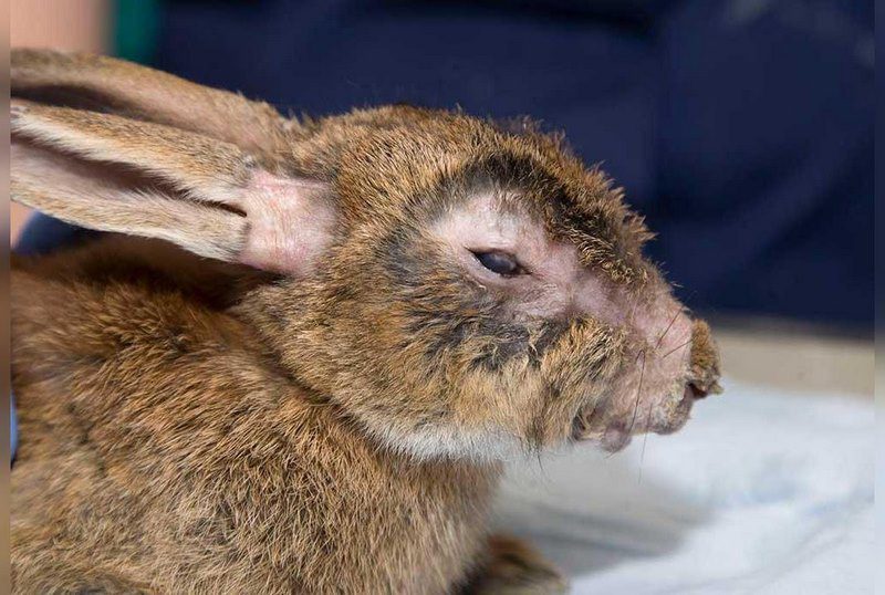 بیماری‌های خودایمنی در خرگوش‌ها