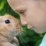 بیماری‌های خودایمنی در خرگوش‌ها