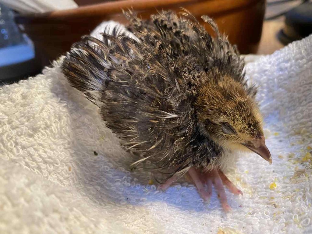 کوکسیدیوز بلدرچین; یک بیماری کوچک با خسارت بزرگ