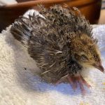 کوکسیدیوز بلدرچین; یک بیماری کوچک با خسارت بزرگ