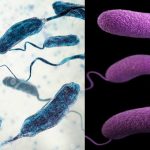 ویبریوز و مقاومت آنتی بیوتیکی در آبزیان