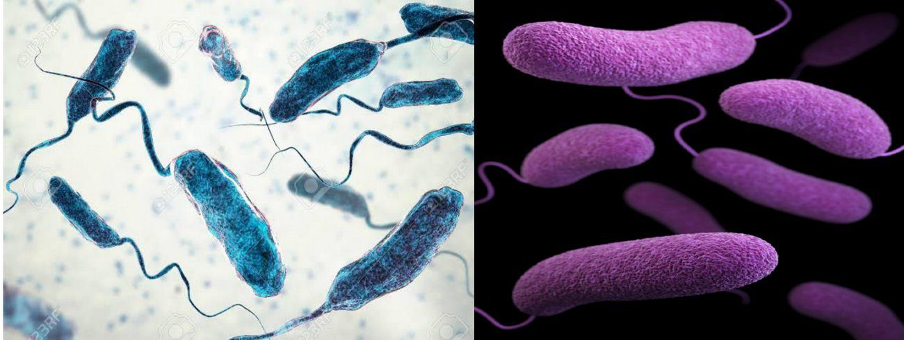 ویبریوز و مقاومت آنتی بیوتیکی در آبزیان