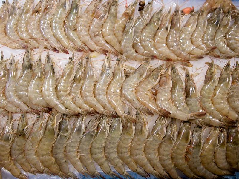 بیماری لکه سفید میگو (WSD) قاتل خاموش مزارع پرورش میگو