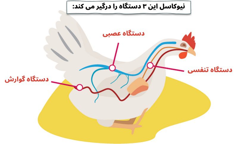 بیماری نیوکاسل در بوقلمون; پیشگیری،علائم و درمان