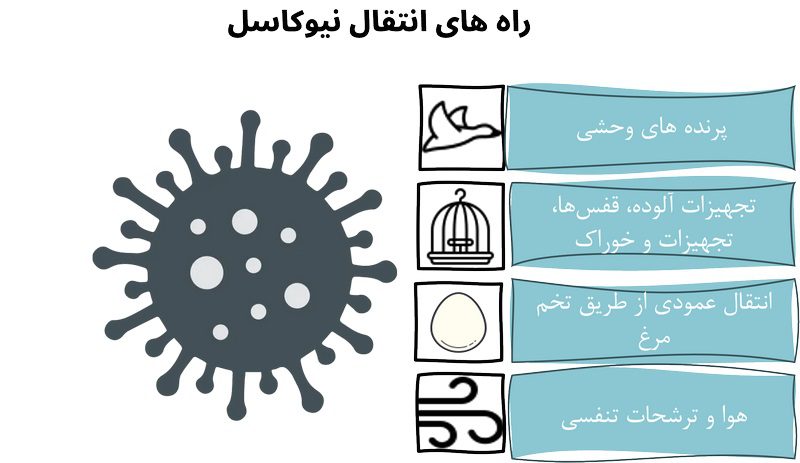 بیماری نیوکاسل در بوقلمون; پیشگیری،علائم و درمان