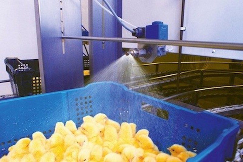 بیماری نیوکاسل در بوقلمون; پیشگیری،علائم و درمان