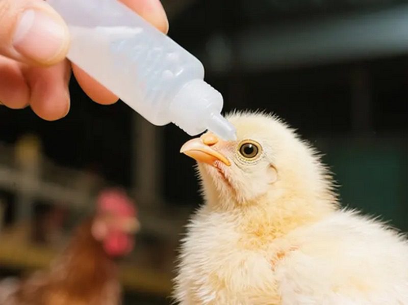 بیماری نیوکاسل در بوقلمون; پیشگیری،علائم و درمان