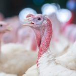 بیماری نیوکاسل در بوقلمون; پیشگیری،علائم و درمان