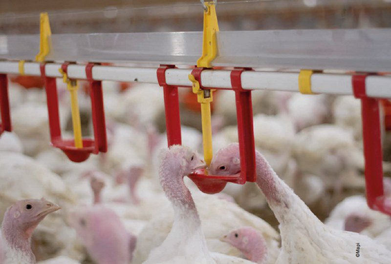 بیماری نیوکاسل در بوقلمون; پیشگیری،علائم و درمان