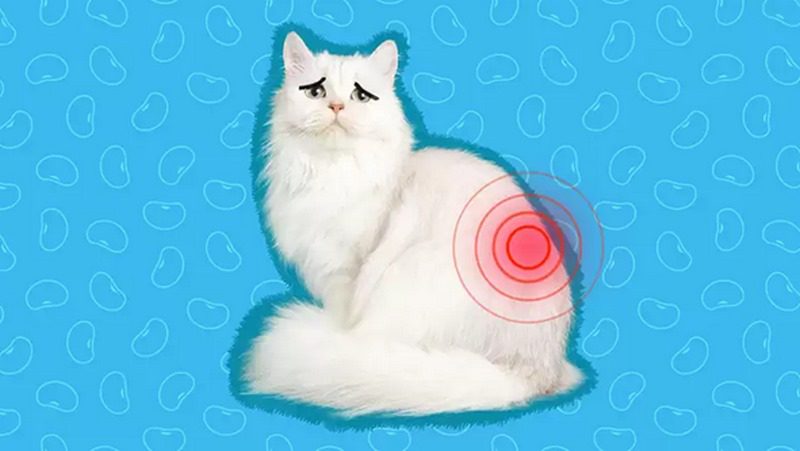 بیماری‌های کلیوی در گربه; از علت تا درمان