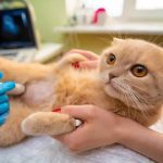 بیماری‌های کلیوی در گربه; از علت تا درمان