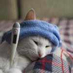 پن لکوپنی یا پاروویروس گربه‌ها; از تشخیص تا درمان