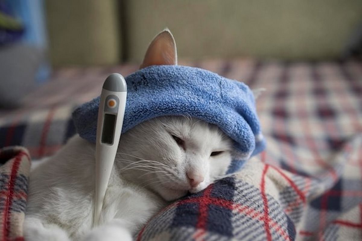 پن لکوپنی یا پاروویروس گربهها; از تشخیص تا درمان