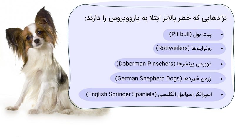 پاروویروس در سگ، از علت تا درمان 