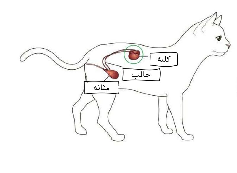 بیماری‌های کلیوی در گربه; از علت تا درمان 