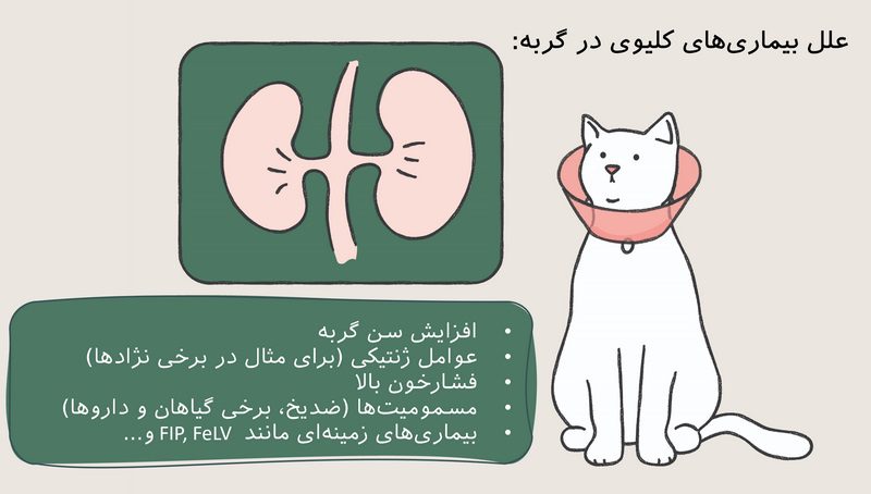 بیماری‌های کلیوی در گربه; از علت تا درمان