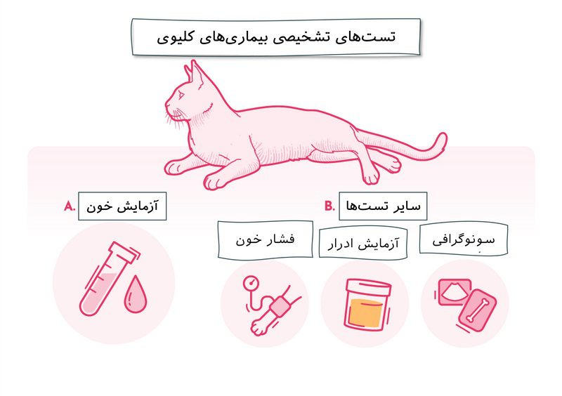 بیماری‌های کلیوی در گربه; از علت تا درمان