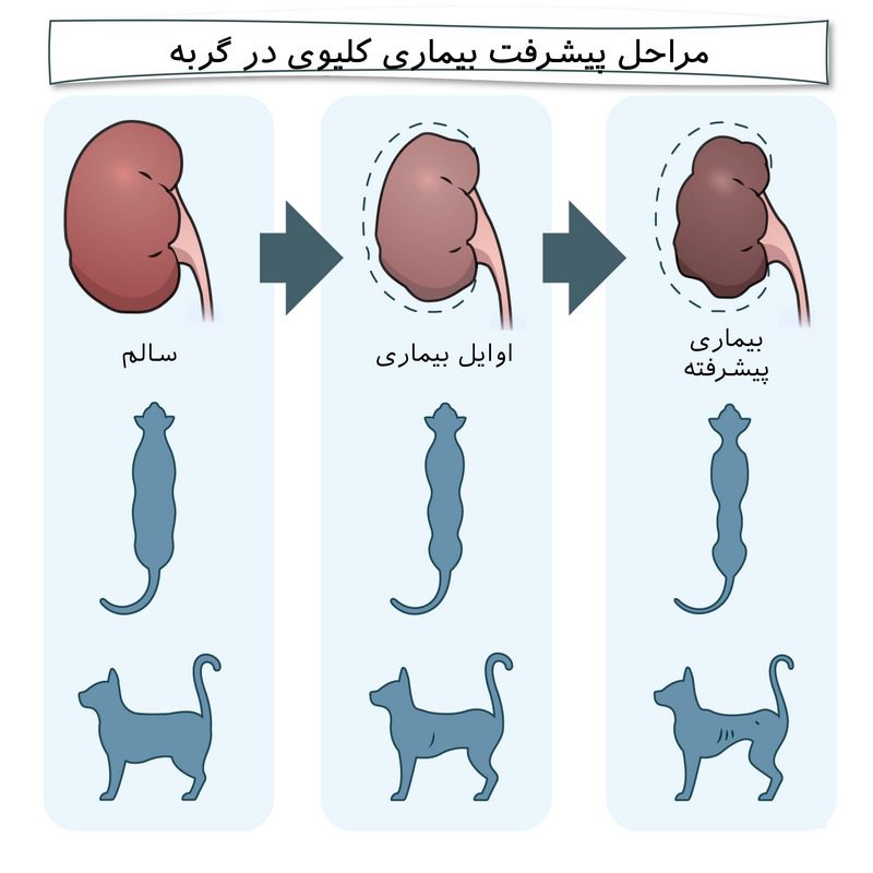 بیماری‌های کلیوی در گربه; از علت تا درمان 