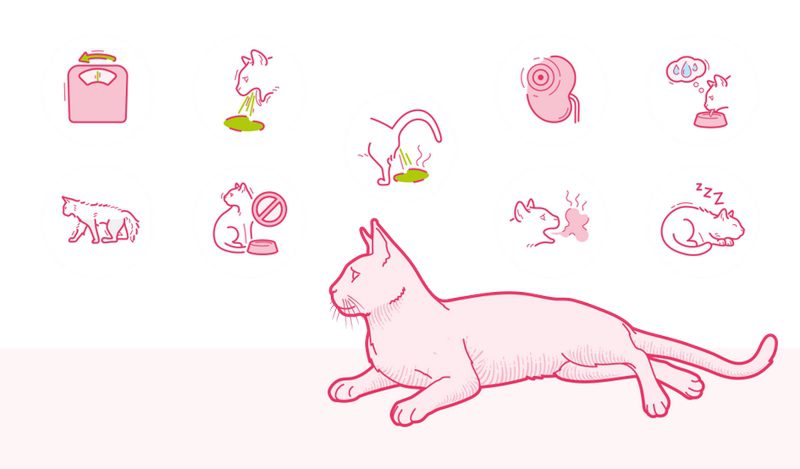 بیماری‌های کلیوی در گربه; از علت تا درمان