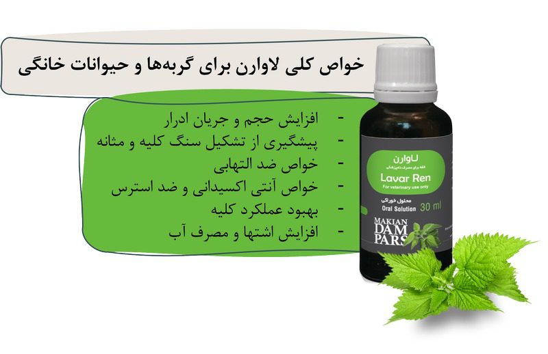 بیماری‌های کلیوی در گربه; از علت تا درمان