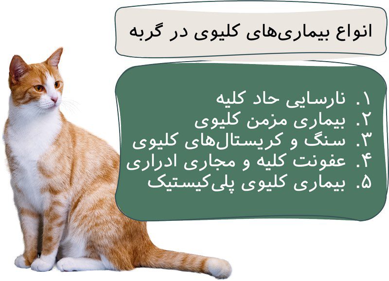 بیماری‌های کلیوی در گربه; از علت تا درمان