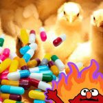 مقاومت آنتی بیوتیکی فزاینده در طیور; رویکرد سلامت واحد (One health)