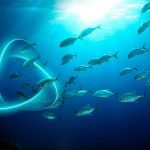 مقاومت آنتی بیوتیکی  و اثر آن بر ضریب تبدیل ماهیان پرورشی