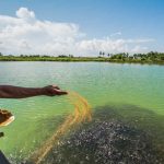 اثر مقاومت آنتی بیوتیکی بر سیستم ایمنی آبزیان