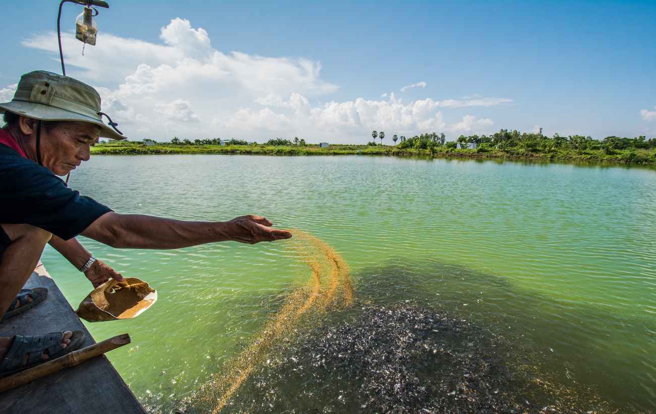 اثر مقاومت آنتی بیوتیکی بر سیستم ایمنی آبزیان