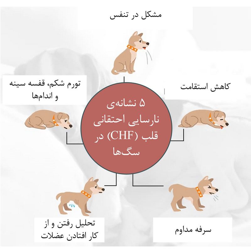 انواع بیماری قلبی سگ